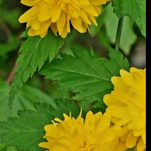 Puede incluir: Primer plano de flores amarillas vibrantes con m&uacute;ltiples capas de p&eacute;talos, sobre un fondo de hojas verdes. Las flores est&aacute;n en plena floraci&oacute;n, mostrando su color brillante y detalles intrincados. Las hojas tienen un borde dentado.