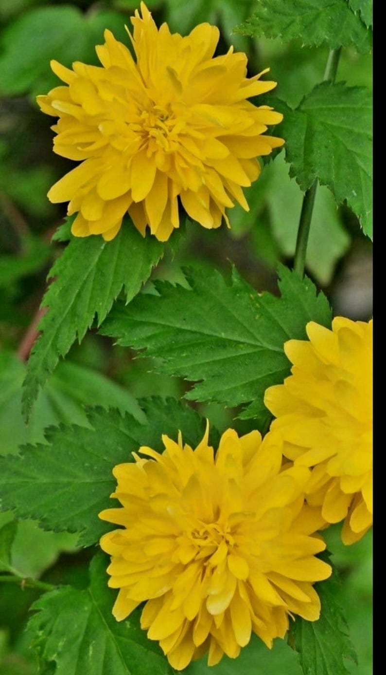 Puede incluir: Primer plano de flores amarillas vibrantes con m&uacute;ltiples capas de p&eacute;talos, sobre un fondo de hojas verdes. Las flores est&aacute;n en plena floraci&oacute;n, mostrando su color brillante y detalles intrincados. Las hojas tienen un borde dentado.