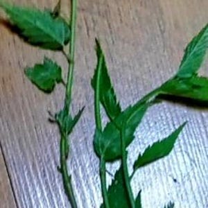 Puede incluir: Primer plano de tallos de plantas verdes y frondosas con hojas de bordes dentados. Los tallos son marrones y verdes, y las hojas son de un verde vibrante. La planta est&aacute; sobre una superficie de madera.