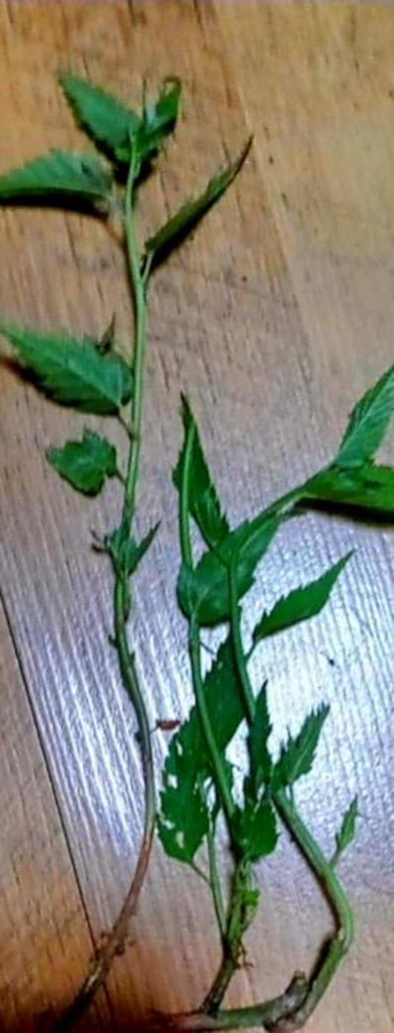 Puede incluir: Primer plano de tallos de plantas verdes y frondosas con hojas de bordes dentados. Los tallos son marrones y verdes, y las hojas son de un verde vibrante. La planta est&aacute; sobre una superficie de madera.
