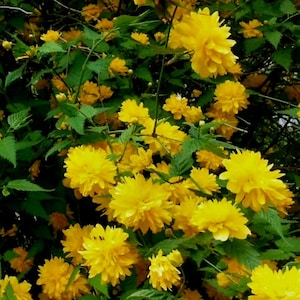 Puede incluir: Imagen de primer plano de un arbusto lleno de flores amarillas brillantes. Las flores est&aacute;n agrupadas, creando una apariencia densa y texturizada. Las hojas verdes proporcionan un fondo contrastante.