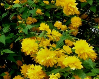 Kerria Japonica ‘Pleniflora’ / Bachelor’s Buttons Plant