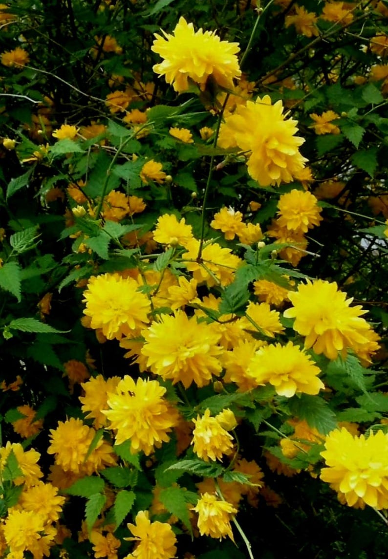 Puede incluir: Imagen de primer plano de un arbusto lleno de flores amarillas brillantes. Las flores est&aacute;n agrupadas, creando una apariencia densa y texturizada. Las hojas verdes proporcionan un fondo contrastante.