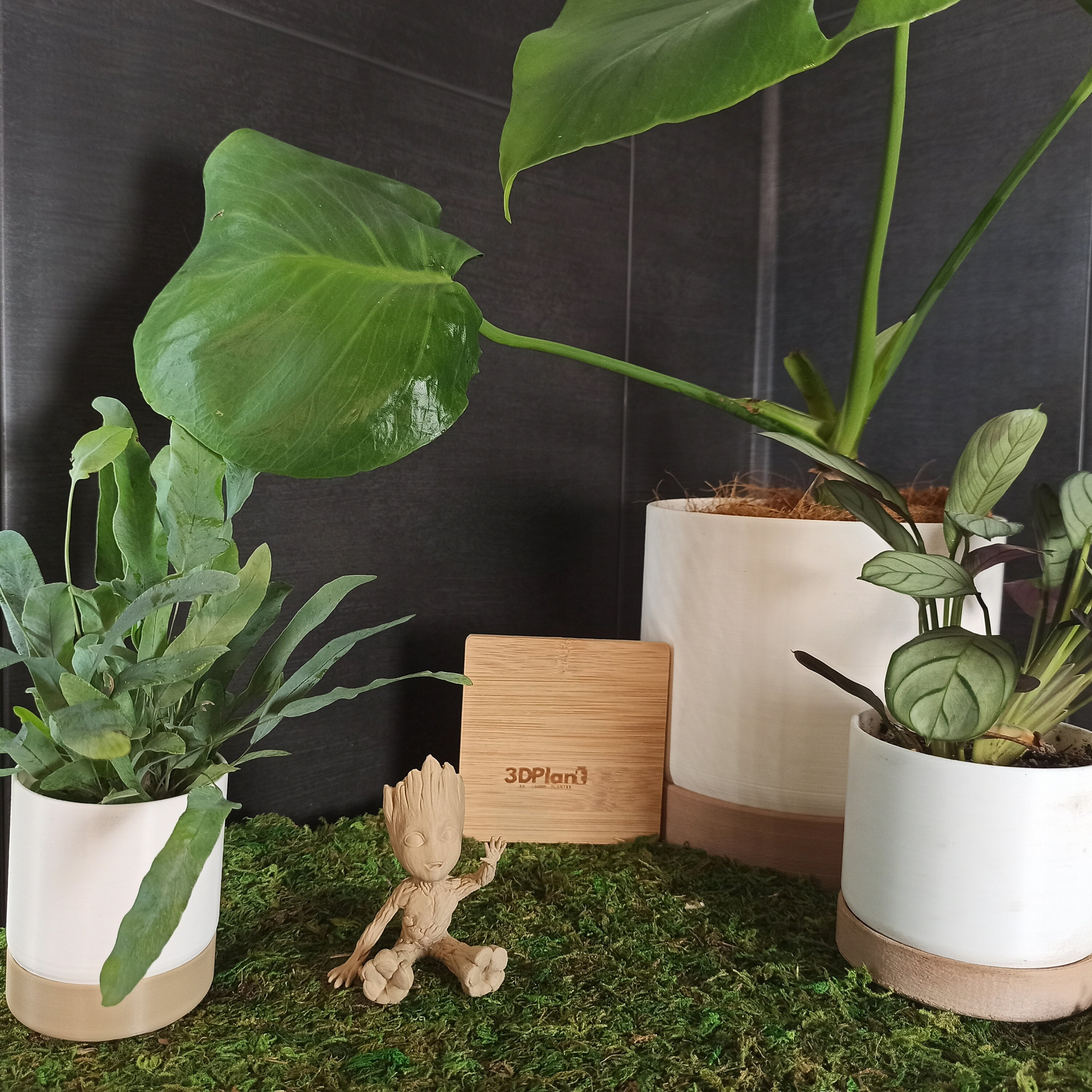 Stickers4 Lot De 5 Autocollants Plantes En Pot - Décoration Fenêtre Statique Réutilisable Double Face