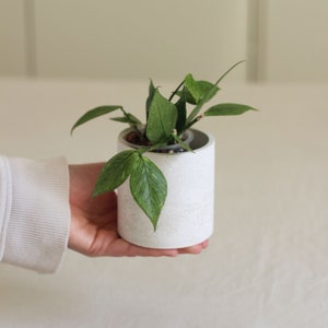 Concrete Indoor Planter for Plants up to 7 cm, With or Without drainage, Scandi decor Planter for Plant Lover, Cachepot image 2