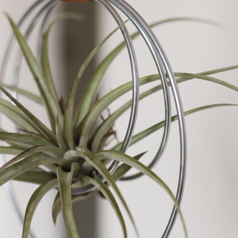 Air Plant Hanger, Minimalist Circular Air Plant Holder, Hoop hanger, Hanging Planter, Gift for Plant Lover, Display for Airplant zdjęcie 3