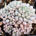 see more listings in the Semences et plantes section