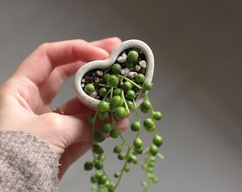 Mini jardinière à béton | Jardinière en chapelet de perles | Jardinière mignonne | Jardinière succulente | Jardinière d'intérieur | Cadeau pour amoureux des plantes