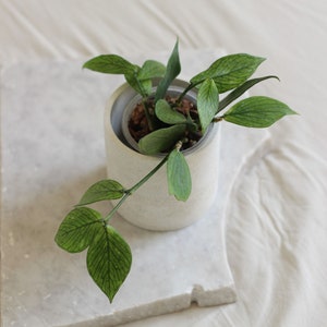 Concrete Indoor Planter for Plants up to 7 cm, With or Without drainage, Scandi decor Planter for Plant Lover, Cachepot image 3