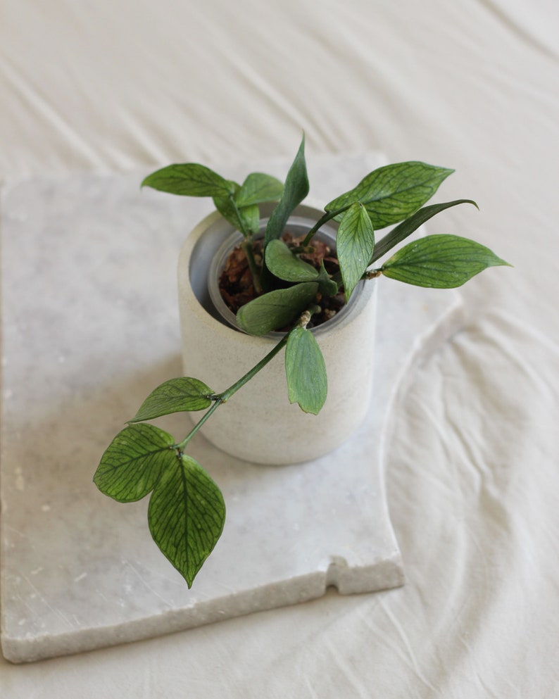 Concrete Indoor Planter for Plants up to 7 cm, With or Without drainage, Scandi decor Planter for Plant Lover, Cachepot image 3