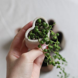 Mini Concrete Planter in Earth Colors for Succulents, String of Pearls Planter, Cute Planter, Indoor Planter, Plant Lover Gift zdjęcie 4