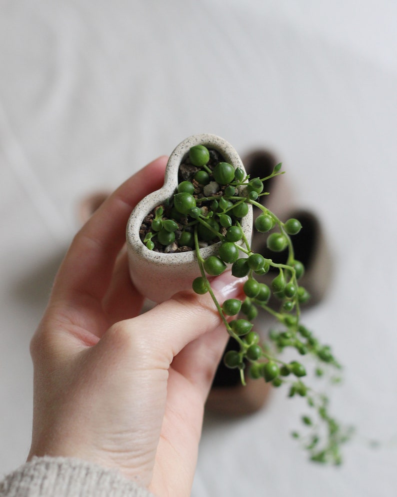 Mini Concrete Planter in Earth Colors for Succulents, String of Pearls Planter, Cute Planter, Indoor Planter, Plant Lover Gift image 4
