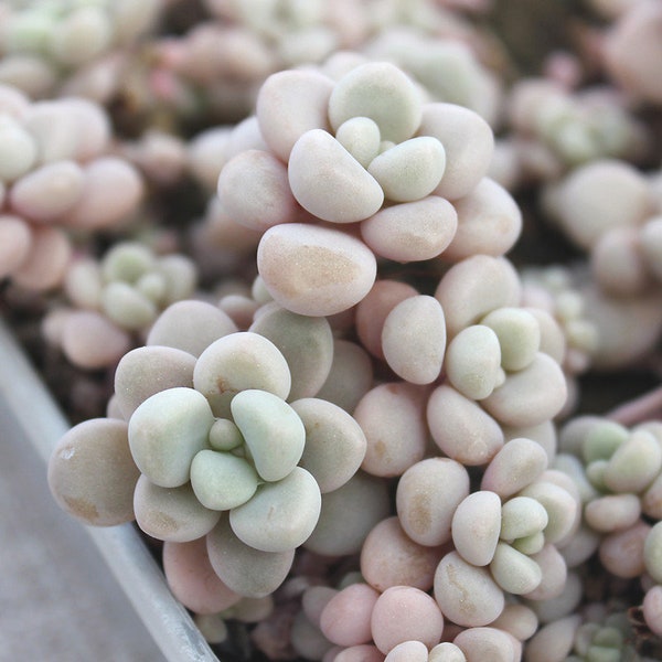 Graptosedum Mendozae - Seltene Sukkulenten Samen - Сolorful Sukkulente - Wachsende Sukkulenten - 10 Samen mit Anleitung (Anleitung).