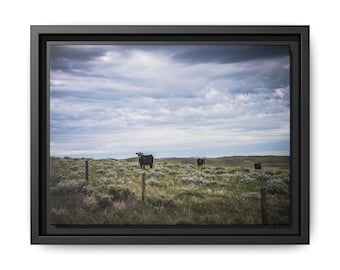 Black cows in pasture Canvas wall art Farm Photography gift for Christmas
