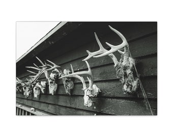 Whitetail deer skulls old barn picture Canvas Print deer skull picture cabin wall decorations mancave wall art for hunters deer pictures