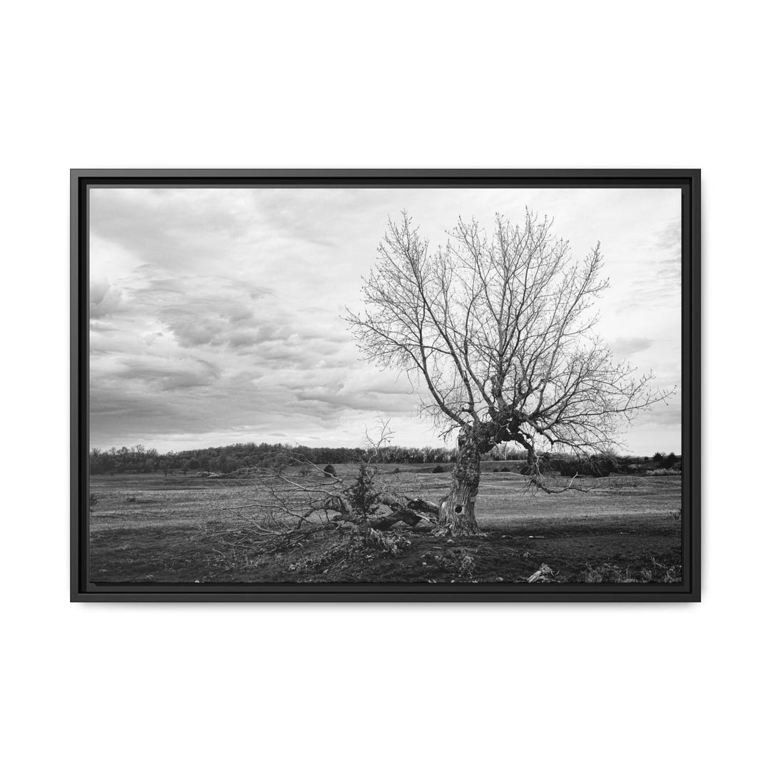 Beautiful Black and White Wall Art - Old Cottonwood Tree Framed Canvas ...