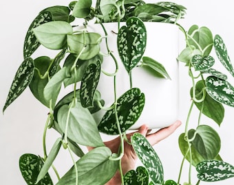 Scindapsus Pictus - 'Exotica' - Silver Satin Pothos - Live plant