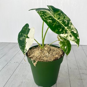 Variegated Frydek Alocasia - Alocasia micholitziana Frydek Variegated