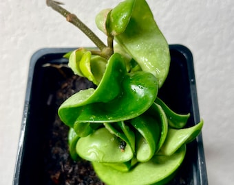 Hindu Rope | Hoya Compacta Carnosa