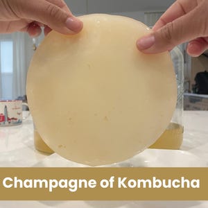 May include: A round, translucent, off-white SCOBY culture for kombucha fermentation. The disc has a smooth, gelatinous texture and is held up against a light background. The text "Champagne of Kombucha" is printed in white on a gold bar below.