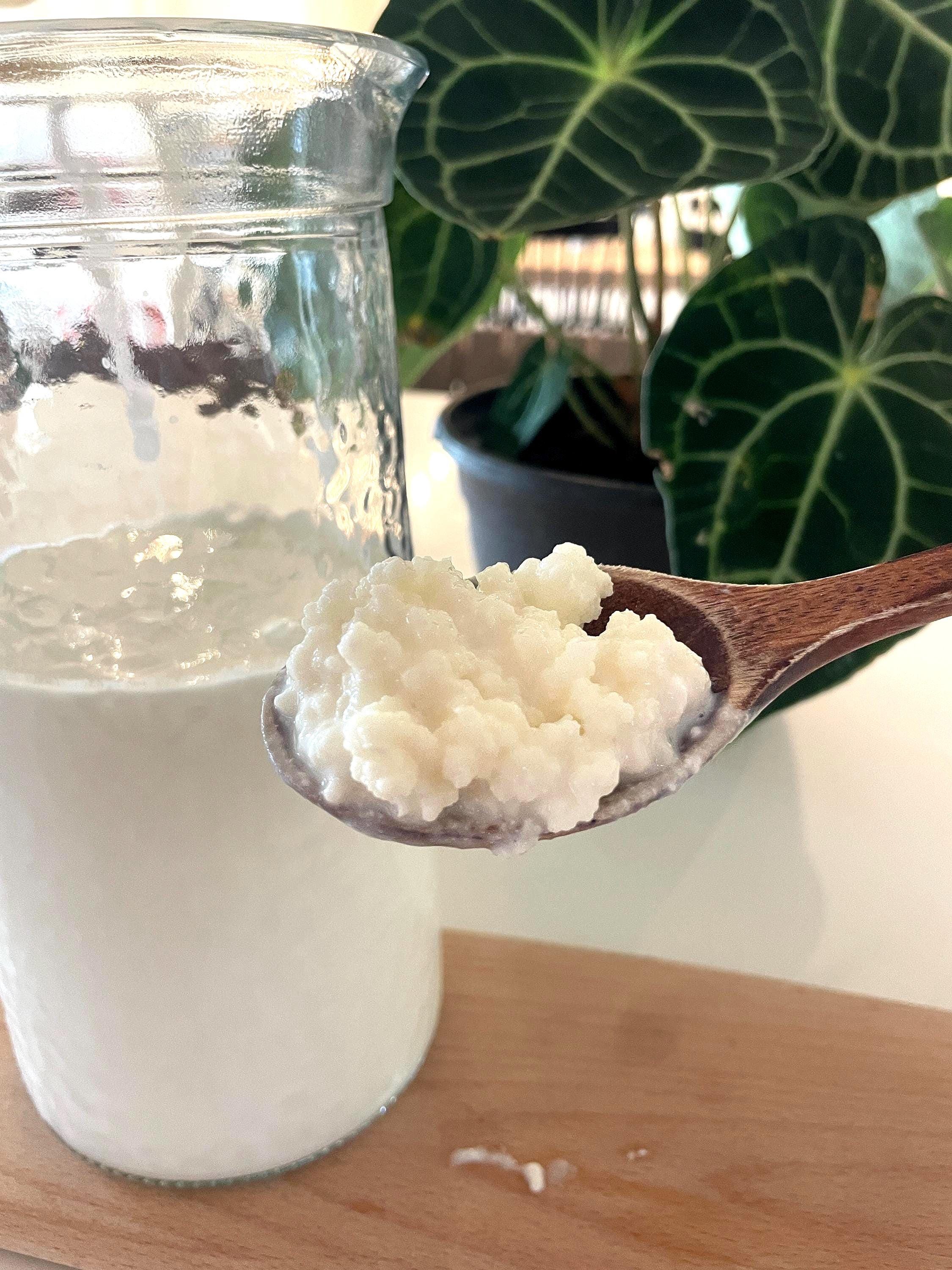 Milk kefir grains - Etsy 日本