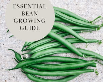 Raised Bed Bean Growing Guide: Vegetable Planner Digital PDF A4 and US