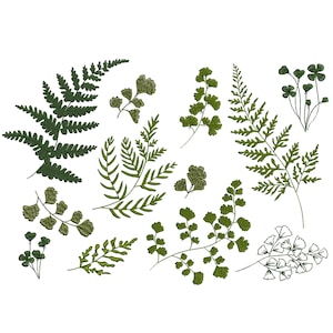 Può includere: Una collezione di illustrazioni di felci e foglie verdi, perfette per progetti di artigianato, scrapbooking o design digitale.
