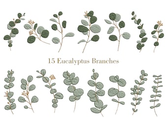 May include: 15 different eucalyptus branches with green leaves and brown stems. The branches are arranged in a row, with the text "15 Eucalyptus Branches" below them.