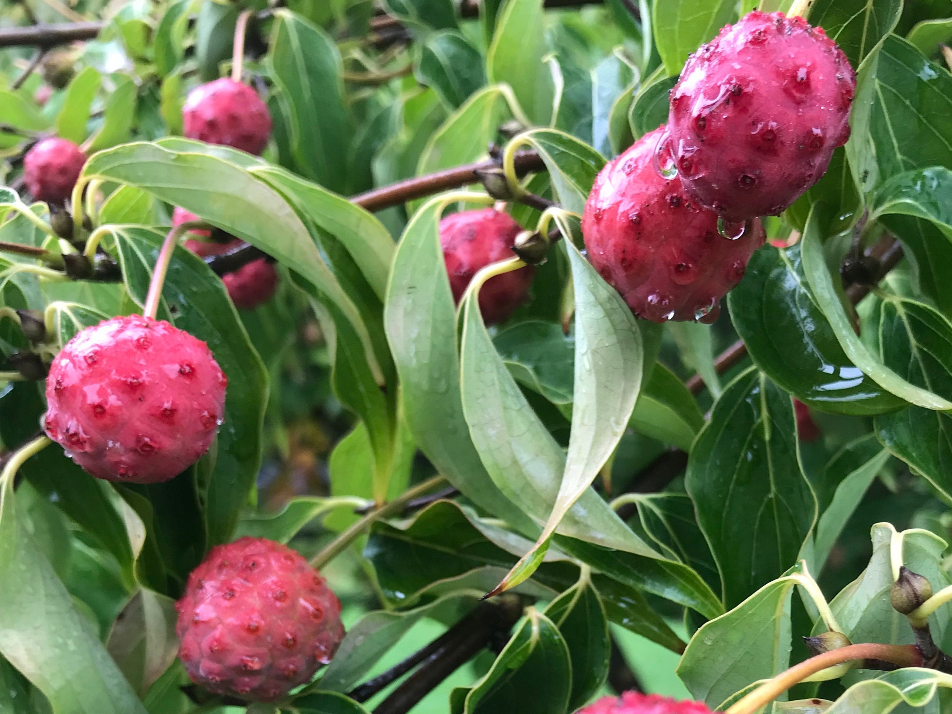 chinese-dogwood-seeds-cornus-kousa-20-seeds-etsy