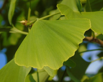 Ginkgo Biloba 10 seeds