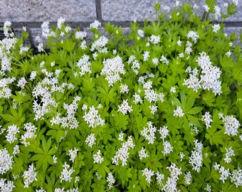 Waldmeister/ tee getrocket 7 gr.aus meinem Naturgarten