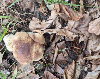 Steinpilze getrocknet 190gr./9.25 zum Märzpreis
