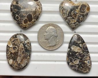 Natürliche Turritella Achat Cabochon, Top Grade Qualität Edelstein für die Schmuckherstellung