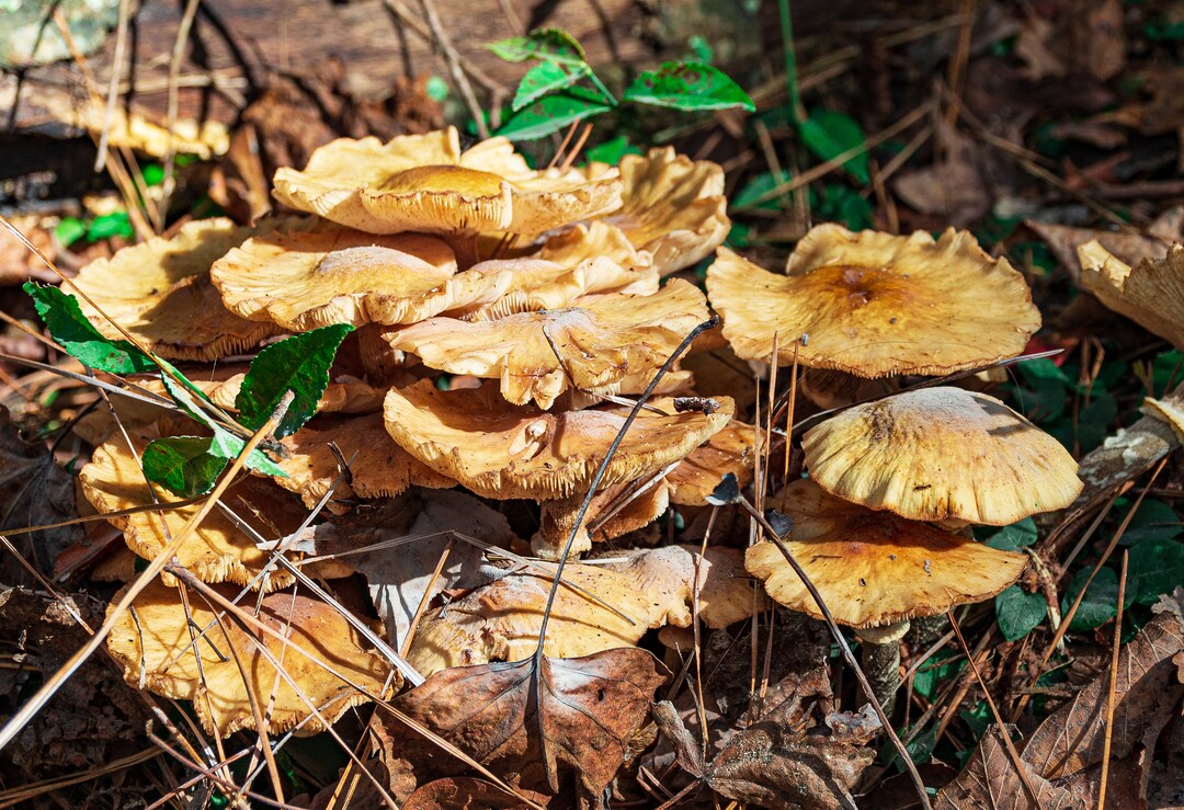 Mushrooms North Carolina Mushrooms Yellow Brown Woods Etsy