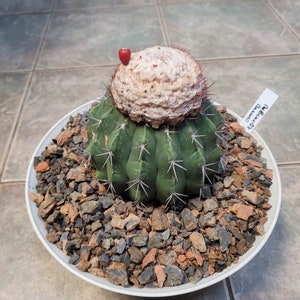 Melocactus Maxonii 25 semillas