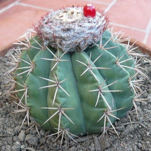 Melocactus Curvispinus 25 semillas