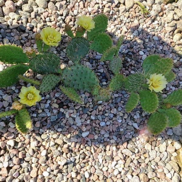 Opuntia polyacantha hybrid 10 seeds