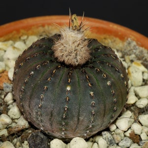 Freilea Asterioides fresh seeds 15