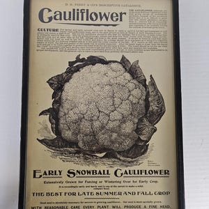 May include: Framed vintage advertisement for cauliflower. The black and white print features a detailed illustration of a cauliflower head, with text describing cultivation and varieties. The frame is black.
