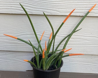 Mother in law’s nails Sansevieria