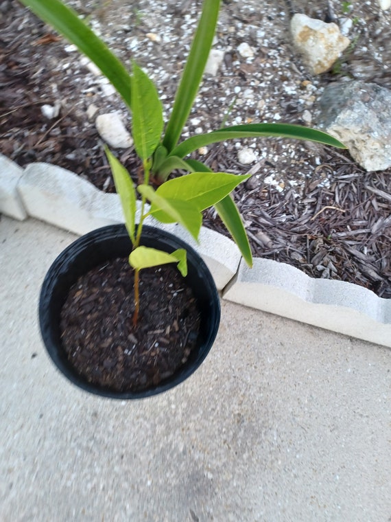 Jackfruit Plant Jackfruit Tree Fruit Tree Florida Large Etsy
