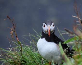 Lighthouse Puffins #2 11x8.5 Digital Print of Nikon Photo, Printed on Premium Luster Photo Paper
