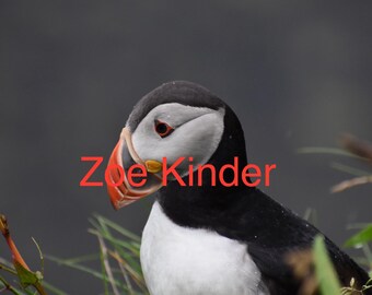 The Puffin 17x11 Digital Print of Nikon D5600 Photo, Printed on Premium Luster Photo Paper