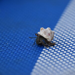 May include: A small hermit crab with a light-colored shell, set against a blue and white checkered background. The crab's body is dark, and its shell has a textured appearance with hints of pink. The image is a close-up, highlighting the crab's features.