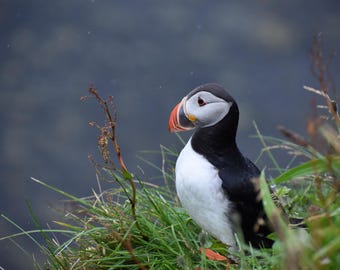 Lighthouse Puffins 11x8.5 Digital Print of Nikon Photo, Printed on Premium Luster Photo Paper