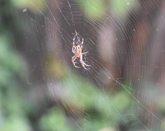 Charlotte and Her Web 17x11 Digital Print of a Photo Taken on a Nikon D5600, Printed on Premium Luster Photo Paper