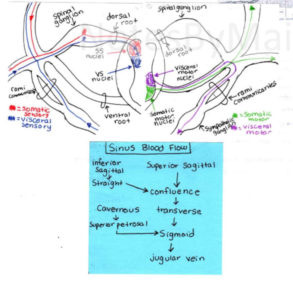 Anatomy and Physiology Notes, Lab Material, Diagrams, and Study Guide ...