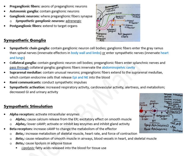 Anatomy and Physiology Notes, Lab Material, Diagrams, and Study Guide ...
