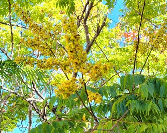 Golden Rain Tree (Koelreuteria paniculata) Seeds