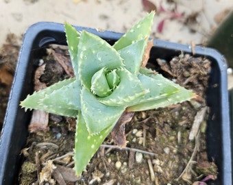 Mitre aloe (Aloe perfoliata) pup